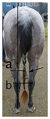 A comparison of different established and novel methods to determine horses' laterality and their relation to rein tension